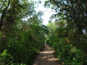 My Road Less Traveled