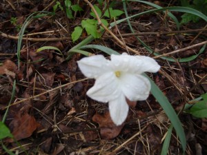 One of the flowers I passed