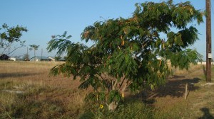 Tree Nearing the End of my outing